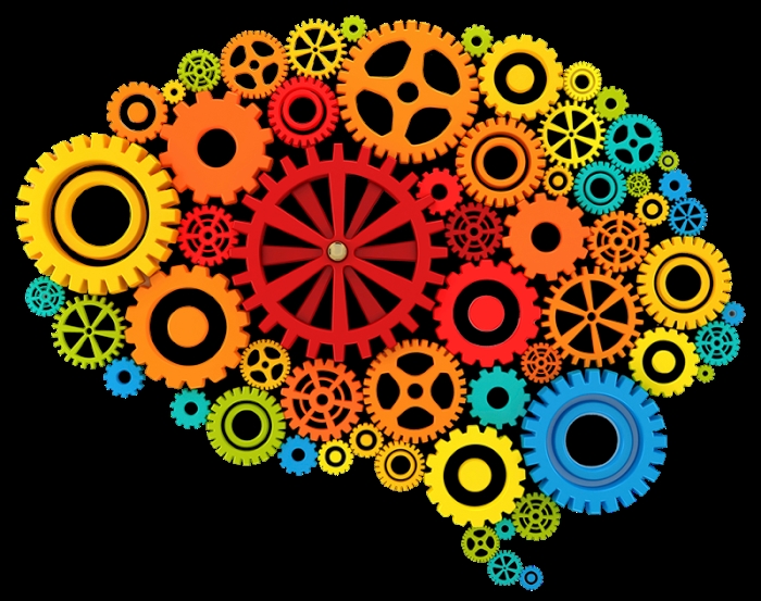 brain