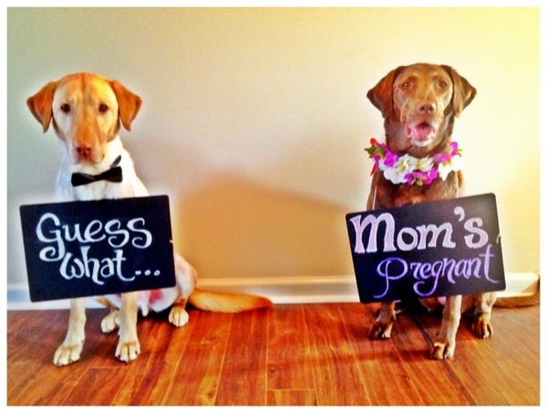 dogs