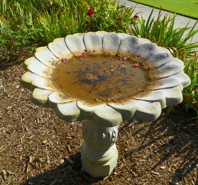BirdBath